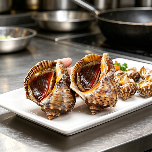 Fresh Sea Snails in Shell